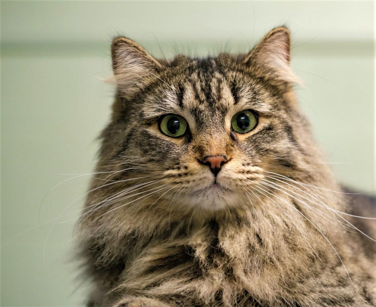 Finger Lakes Spca Young Cat Buster Does Know His Name