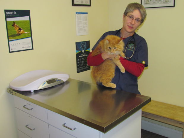 Cat friendly: Animal Wellness of Skaneateles seeks to create positive