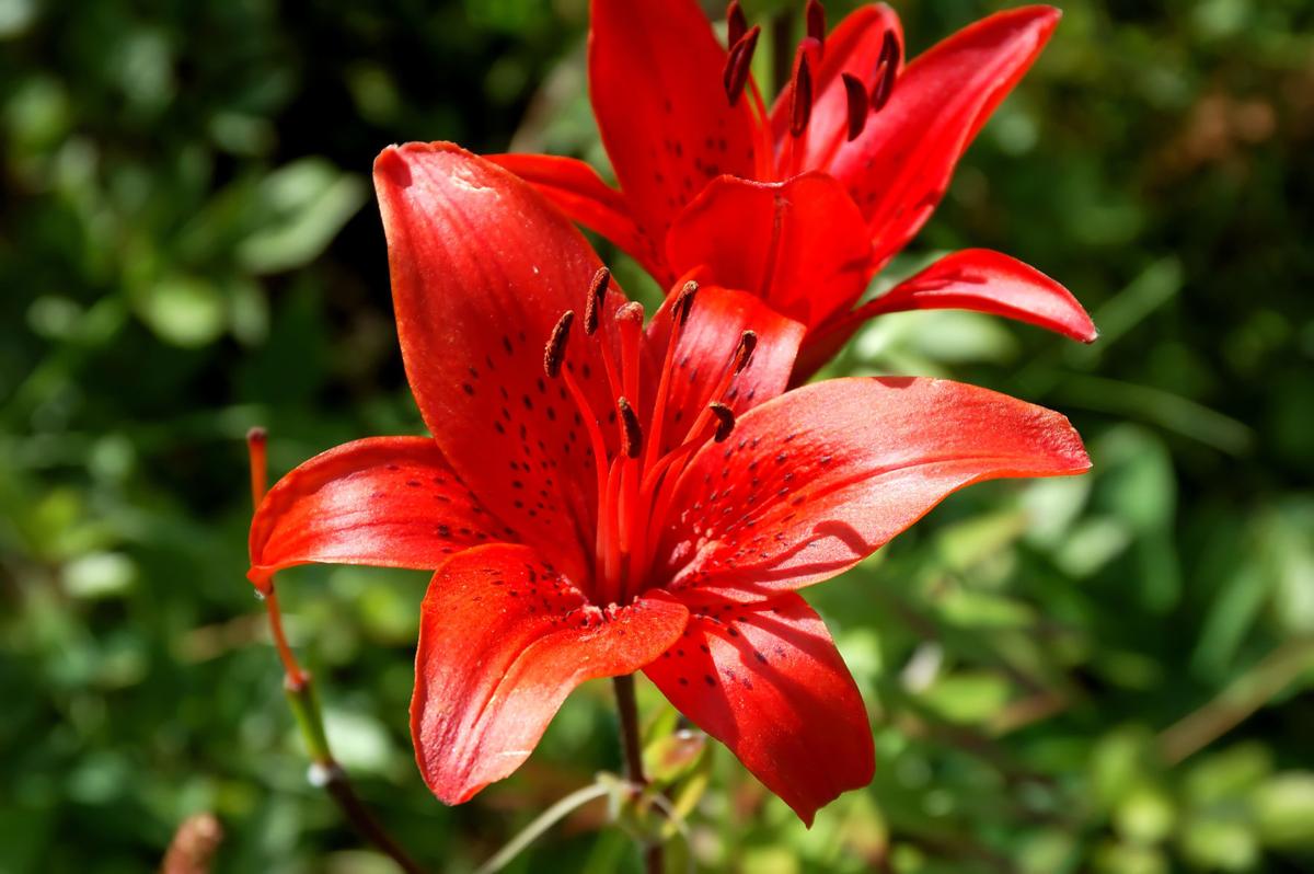 Cosentino There Are More Christmas Plants Than Poinsettias Lifestyles Auburnpub Com