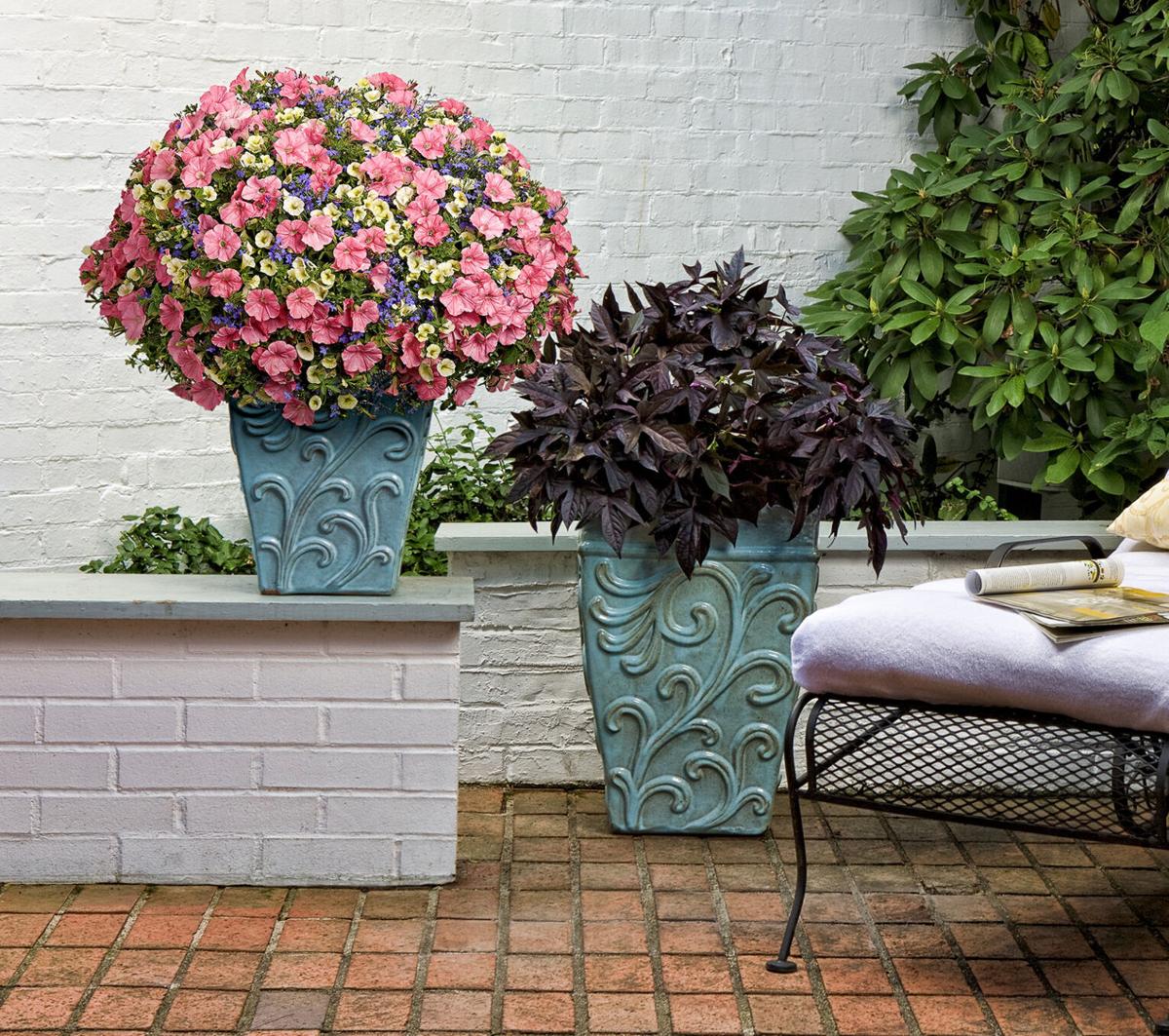 On Gardening: Life #39 s a beach with Proven Winners #39 Recipe of the Year