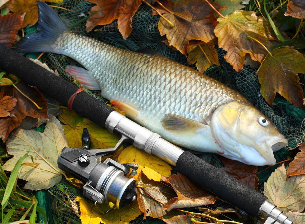 Cayuga County Soil and Water holding grass carp sale