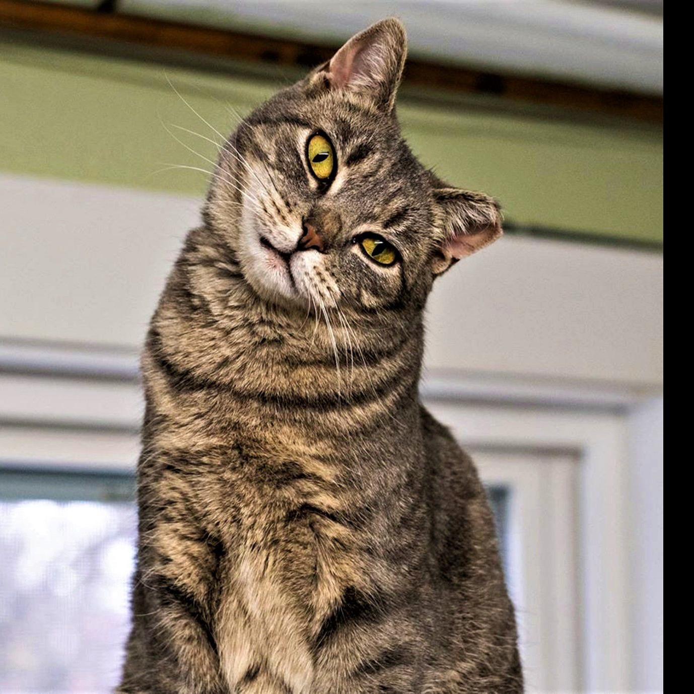 Finger Lakes Spca Cat Petunia Comes With Valentine S Day Special