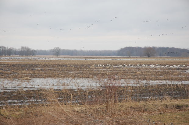 Inaugural Duck and Run held in Cornwall to support Ducks Unlimited