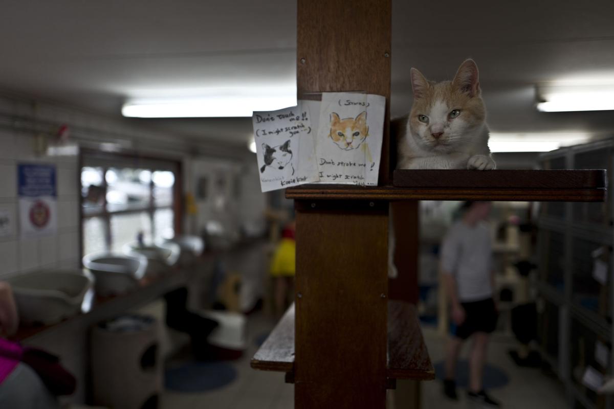 Photos Stray Cats Find A Home On An Amsterdam Houseboat World