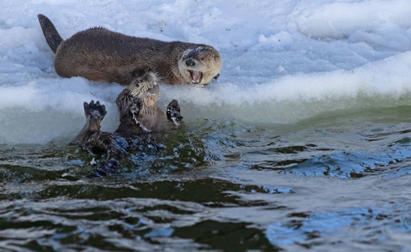 Otter water