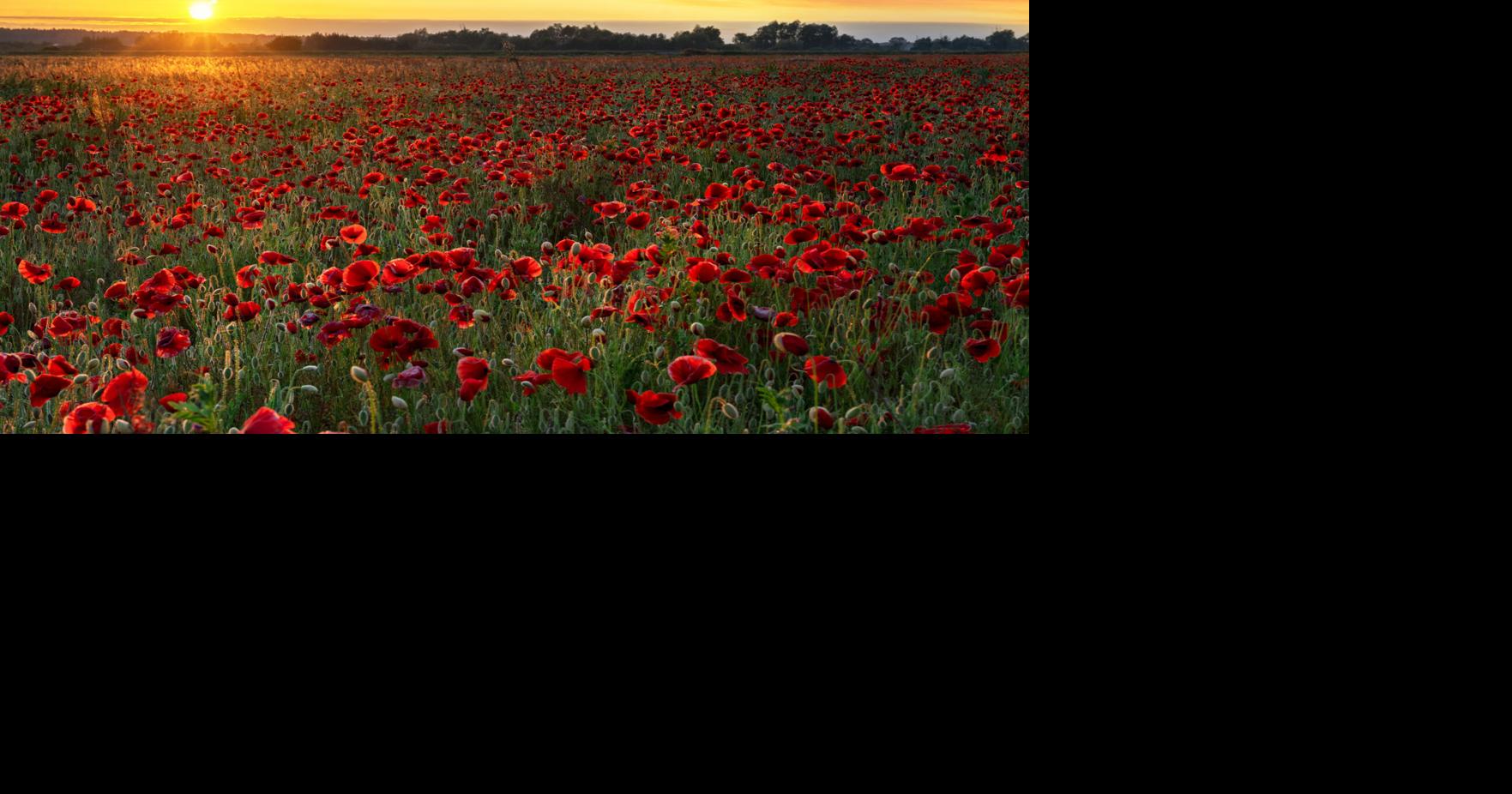 Randall: Why we wear red poppies on Memorial Day