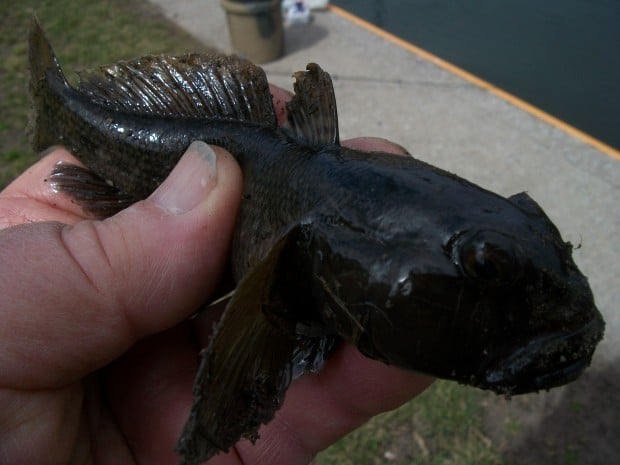 Have round gobies finally arrived in Oneida Lake? 
