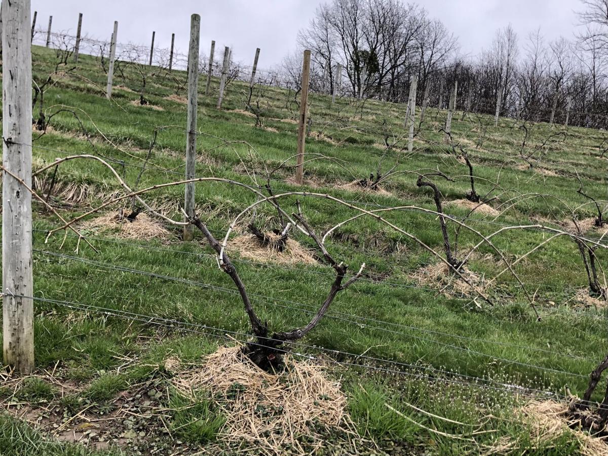 Finger Lakes Wines and Grapes Preparing for another season