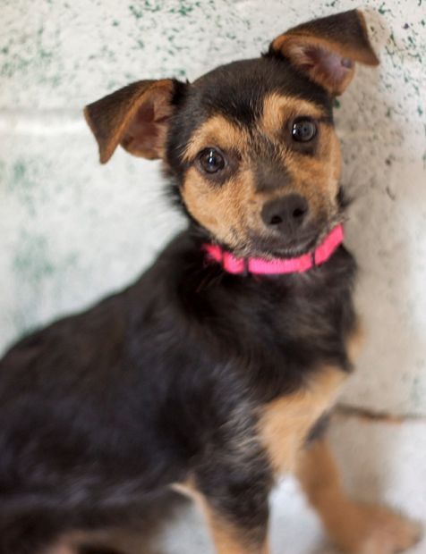 Miniature pinscher sale and poodle mix