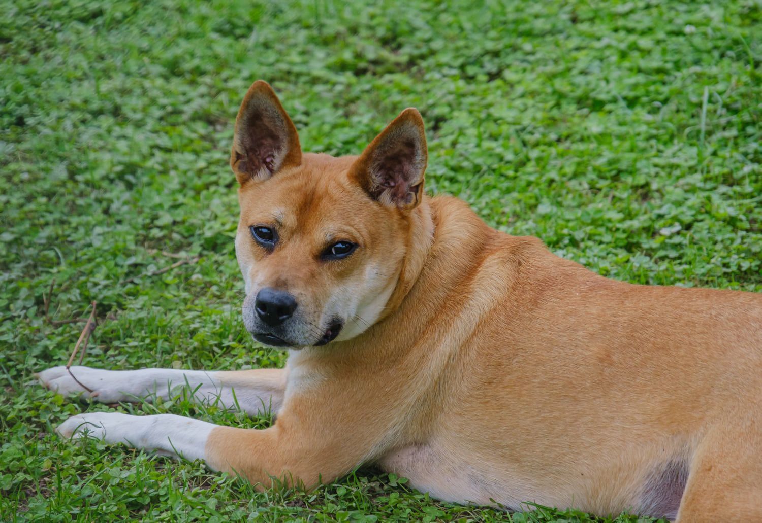 Shiba inu heeler store mix