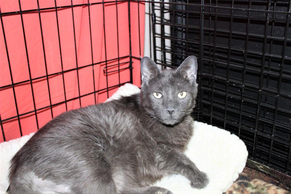 Finger Lakes SPCA Adopting cat Gray Lady won't put you in the red