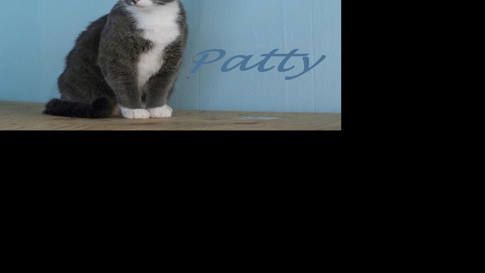 Finger Lakes Spca Young Cat Patty A Piece Of Cake To Care For