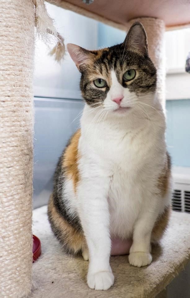 Finger Lakes SPCA: Calico cat Bingo says donu0027t overfeed your pet 