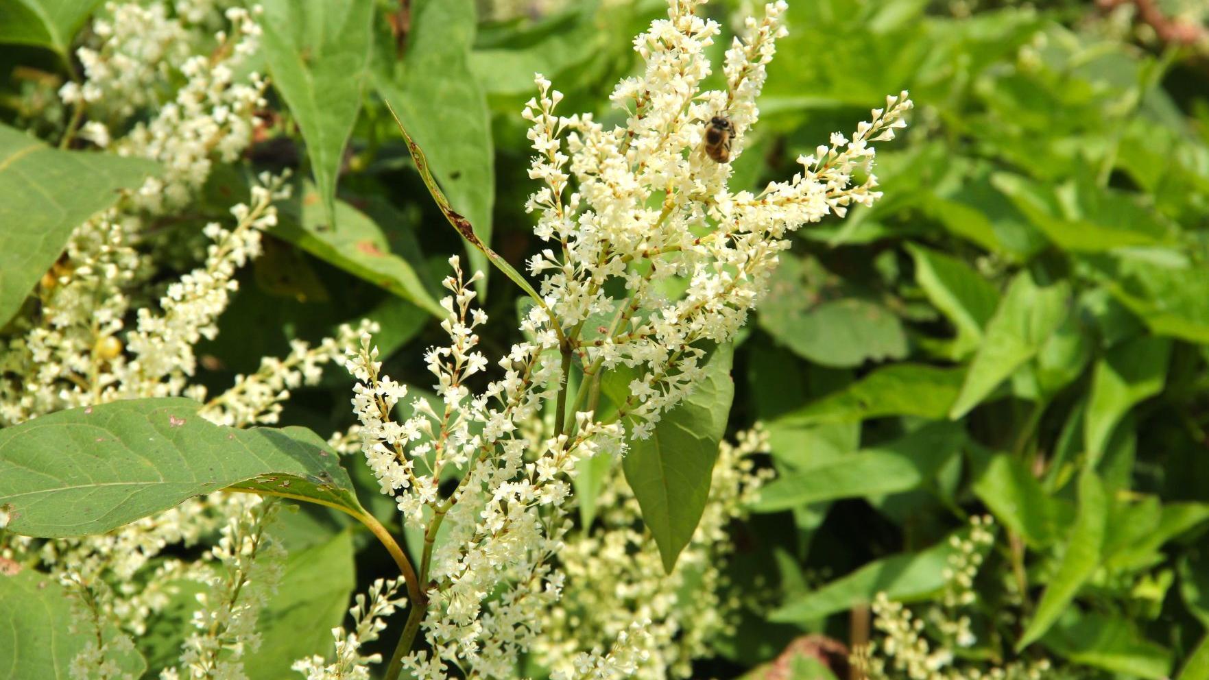 Eco Talk: What to know about Japanese knotweed - Vimarsana News