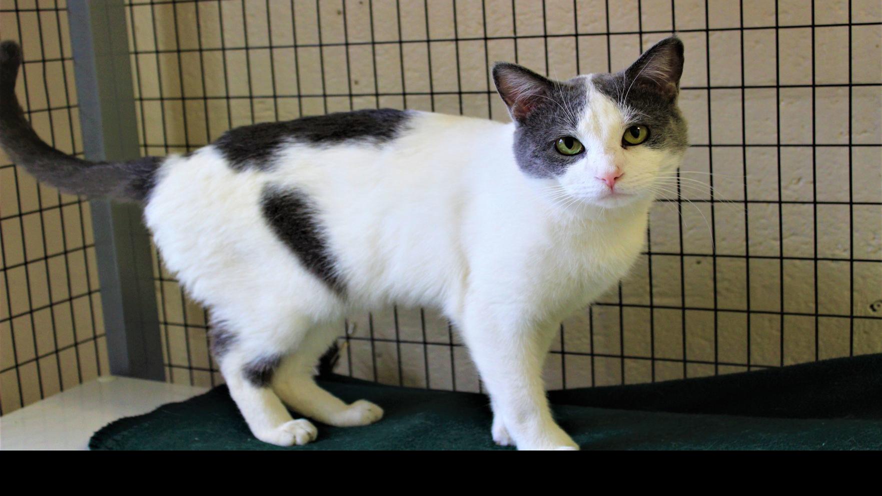 Finger Lakes Spca Young Cat Dylan Has Homesick Blues Lifestyles