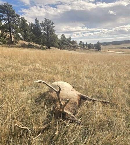 Bull poached