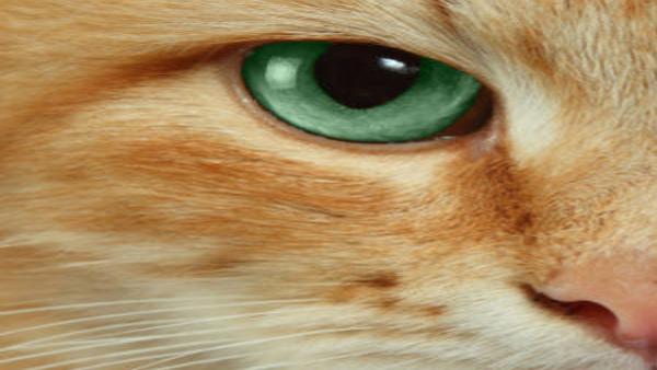 Maurillo How To Keep A Cat S Third Eyelid Yes They Have One