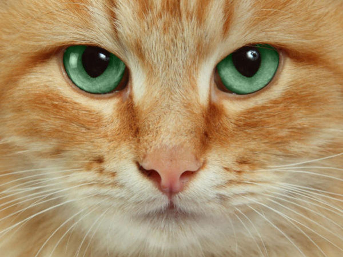 Maurillo How To Keep A Cat S Third Eyelid Yes They Have One Healthy Lifestyles Auburnpub Com