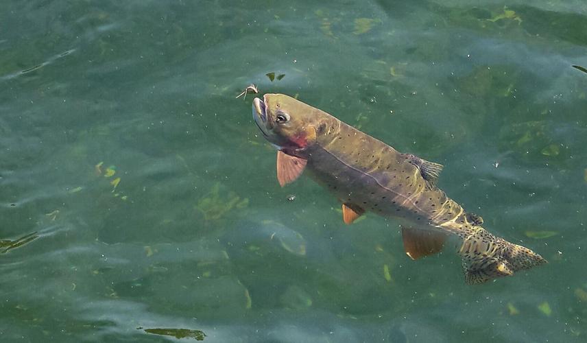 Fish food
