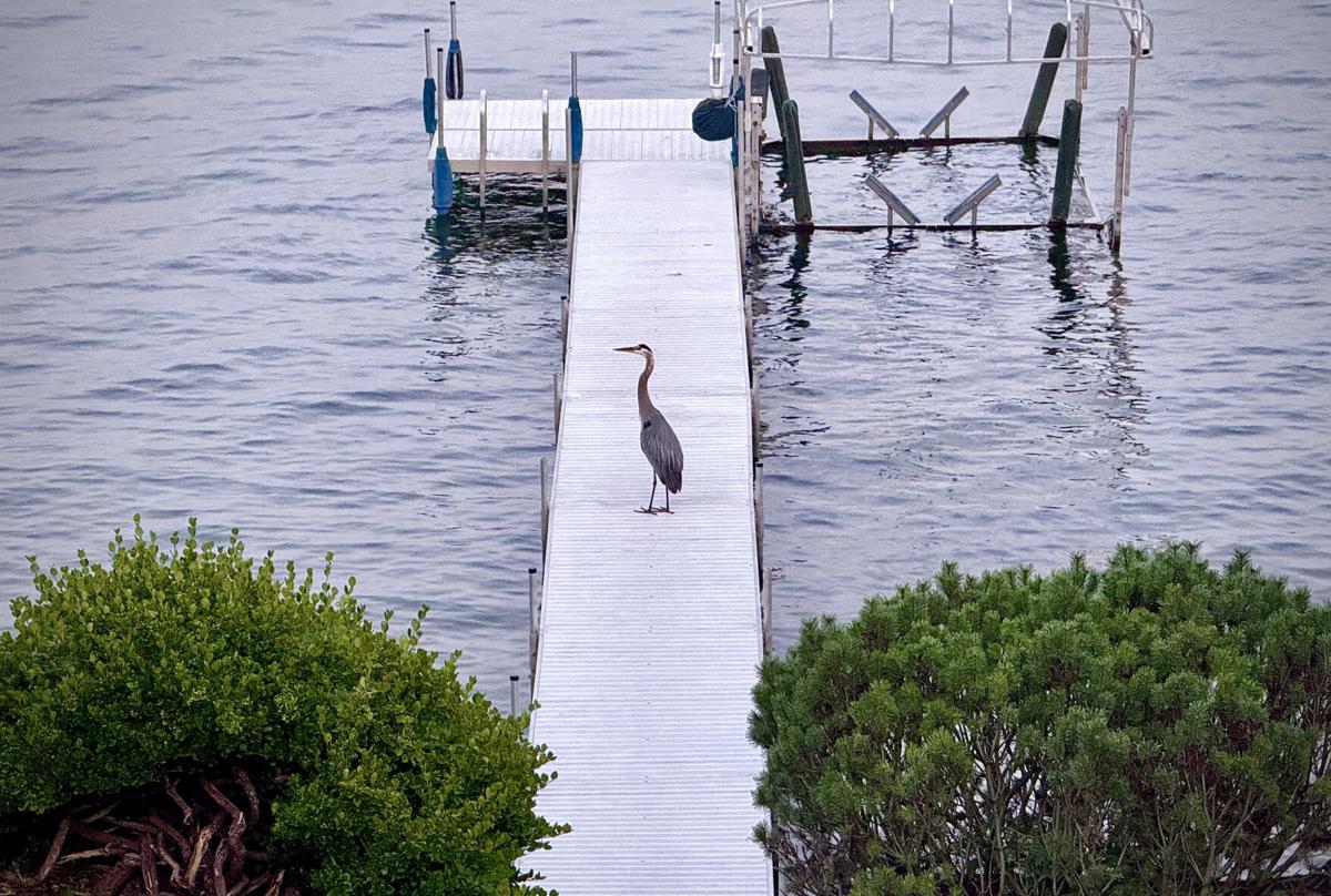 Blue Heron.JPG