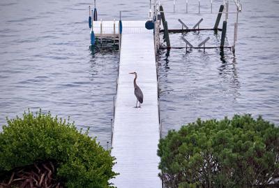 Blue Heron.JPG