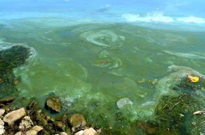 Algae bloom