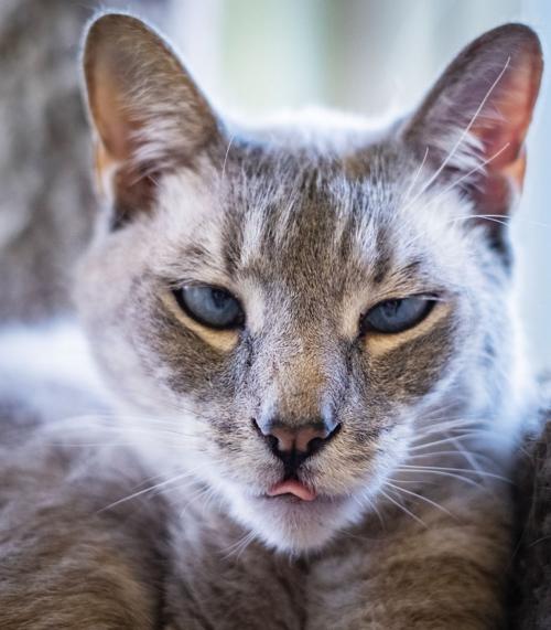 Simon