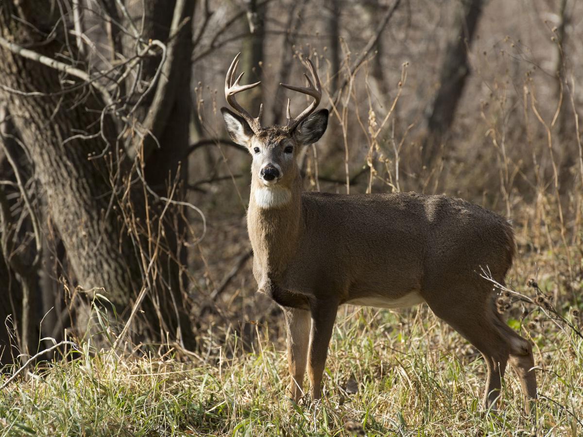 White-tailed deer (copy)