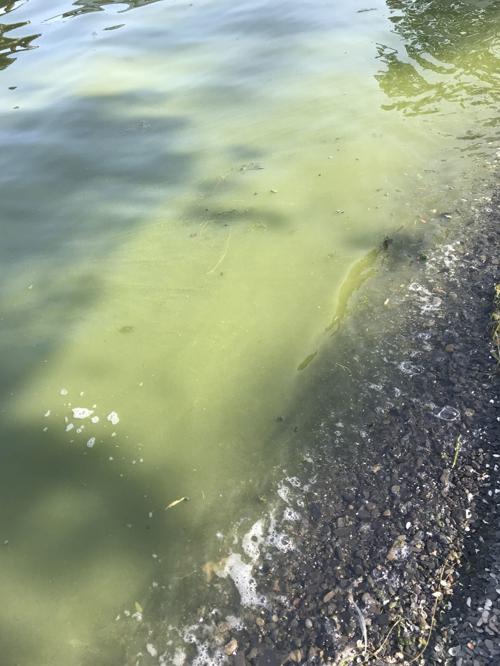 Harmful algal blooms spotted on Cayuga Lake, triggering Aurora drinking