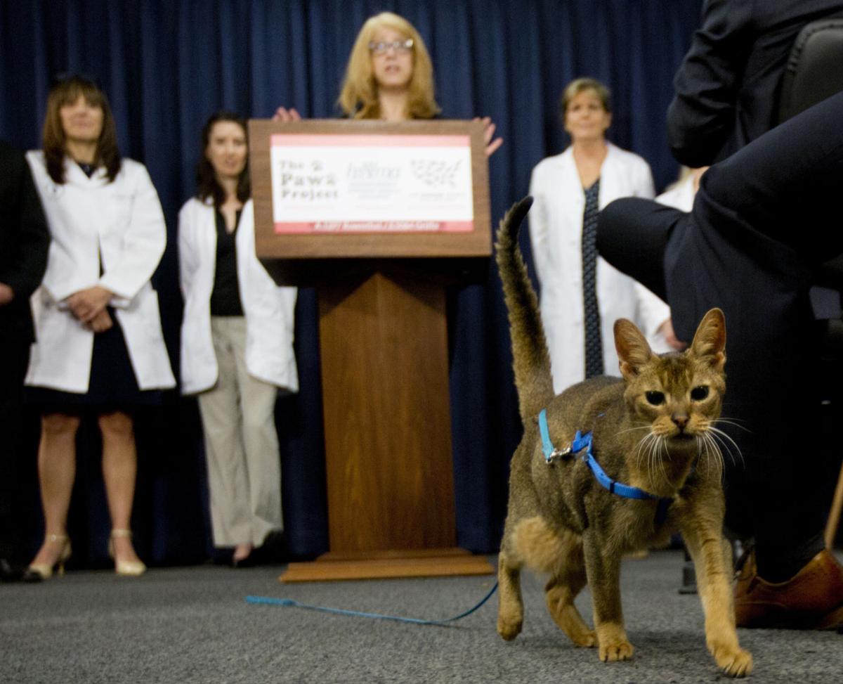 Cat Declawing Ban