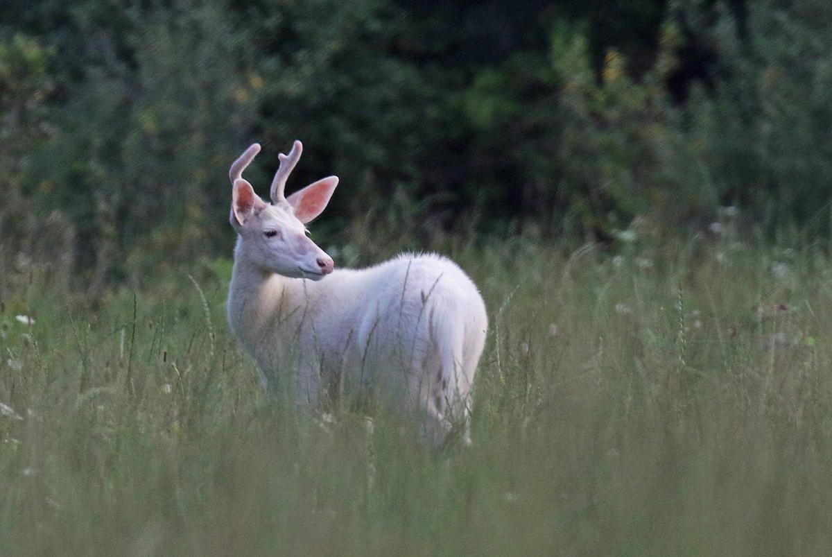 white deer