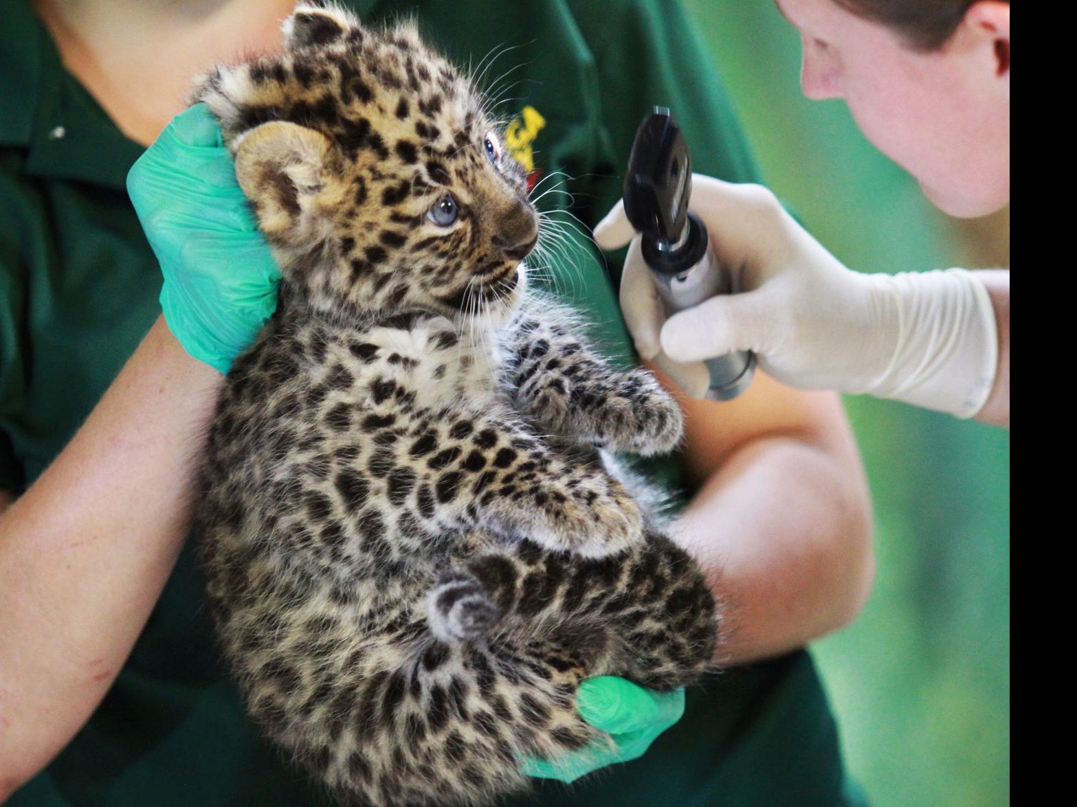 Syracuse Zoo Welcomes Critically Endangered Amur Leopard Cubs