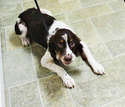 Finger Lakes Spca Springer Spaniel Remington An Energetic