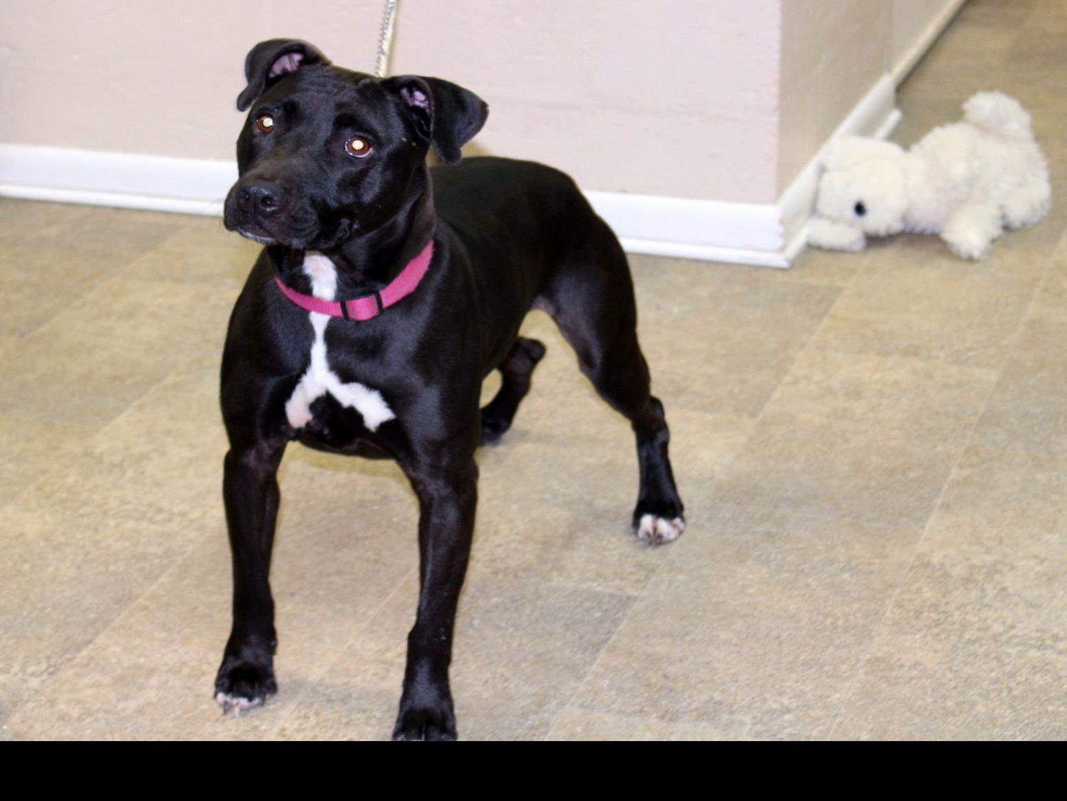 Finger Lakes Spca Pitbull Lab Mix Kit Comes From The South Lifestyles Auburnpub Com Neither breed requires a ton of care for their coat. finger lakes spca pitbull lab mix kit