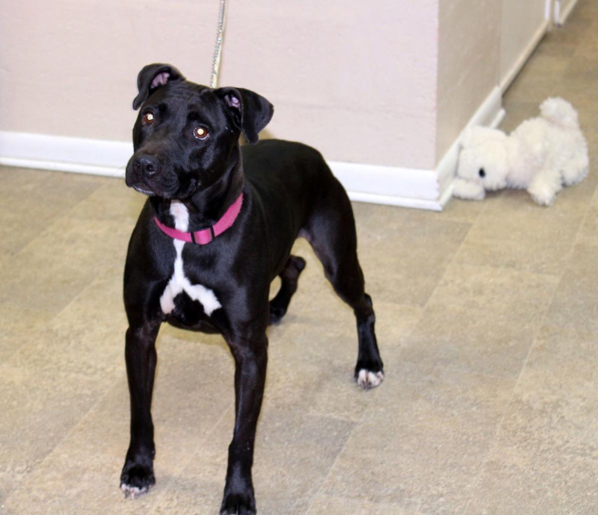 Finger Lakes Spca Pitbull Lab Mix Kit Comes From The South