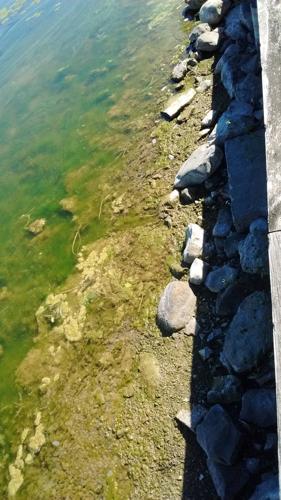 blue-green algae