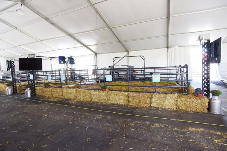 Cayuga County cows to be featured at NYS Fair's birthing exhibit