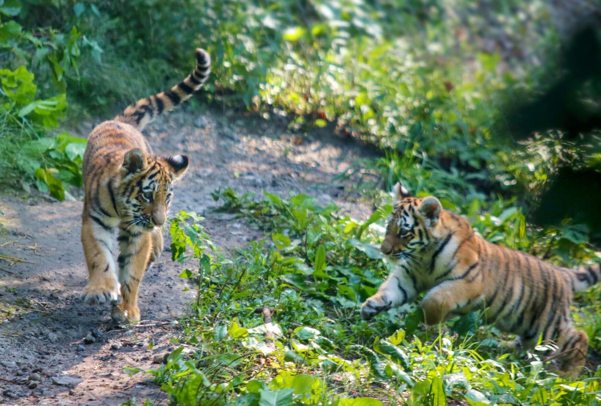 Tiger cubs at the Zoo