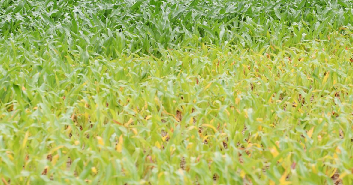 Rash of heavy rain spells bad news for Cayuga County's corn, soybean ...