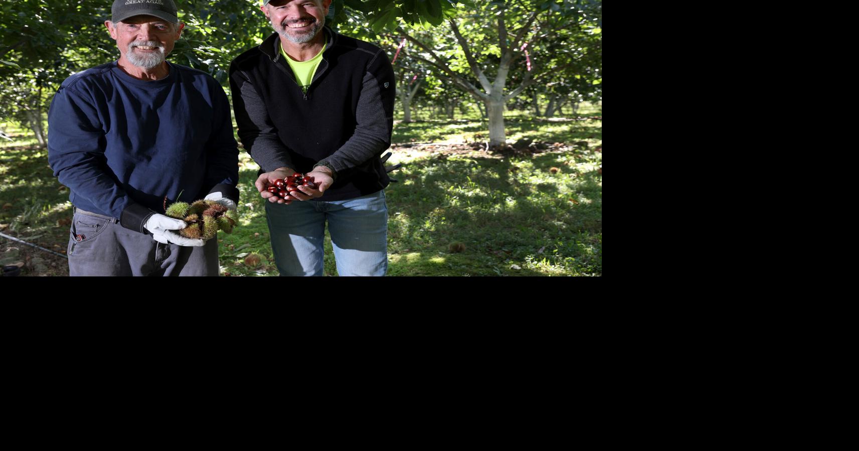 Chestnut harvest at Finger Lakes Nut Farm in Locke (photos)