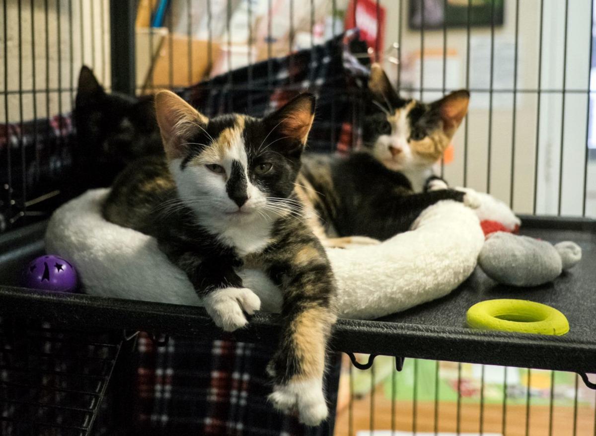 Finger Lakes Spca Calico Kittens Hope To Go Home Together