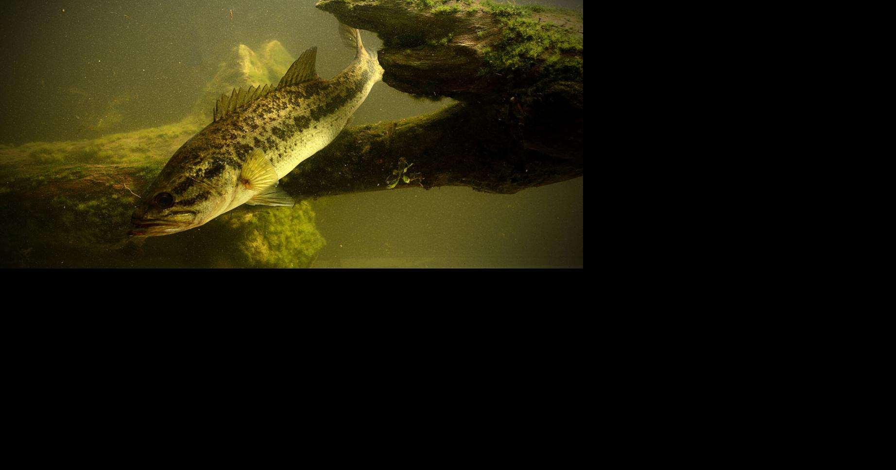 Eco Talk: Fishing in central New York a continual learning experience