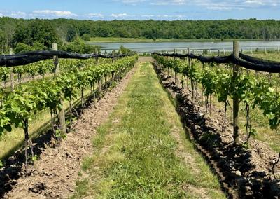 Valley vintner: Cayuga County winery raises a glass to new tasting room