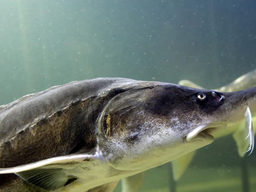 Eco Talk Sturgeons In Cayuga Lake Showing Signs Of Progress Lifestyles Auburnpub Com
