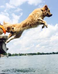Golden Retrievers Jump Off Dock On Skaneateles Lake Skjournal Auburnpub Com