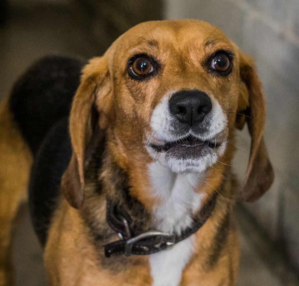 beagle brigade adoption