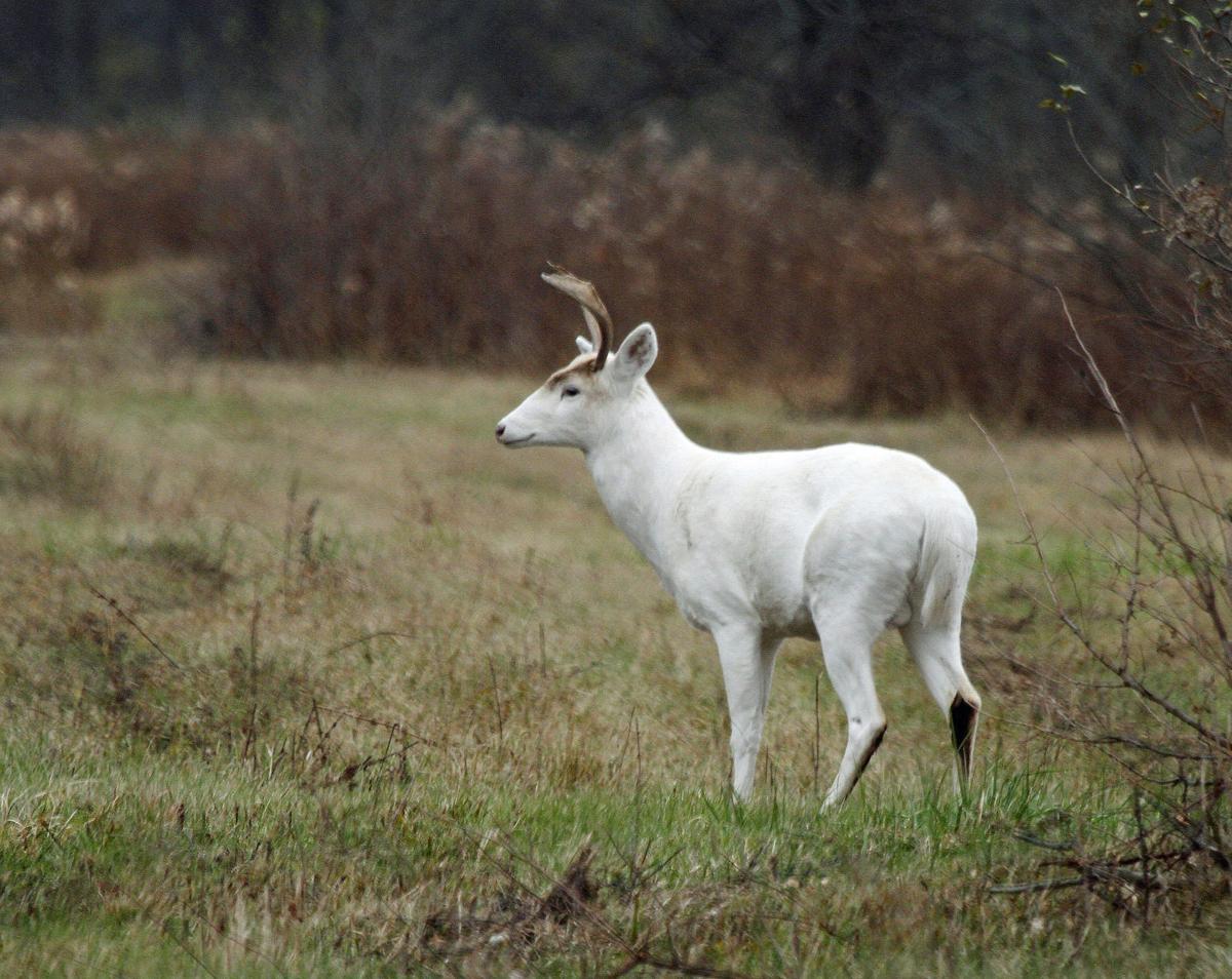 Plans to protect Seneca white deer include soybeans and ... - 1200 x 954 jpeg 151kB