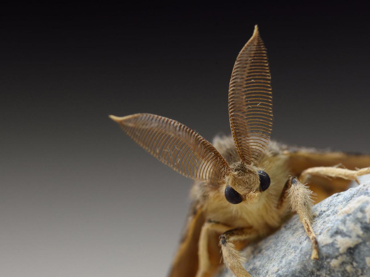 Washington state now has another bug to worry about after 'murder hornets.' Gypsy moths