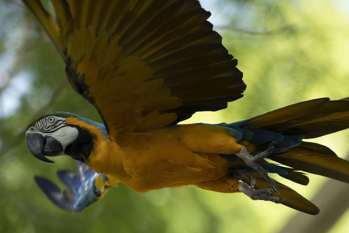 APTOPIX Brazil Rio Macaw Love