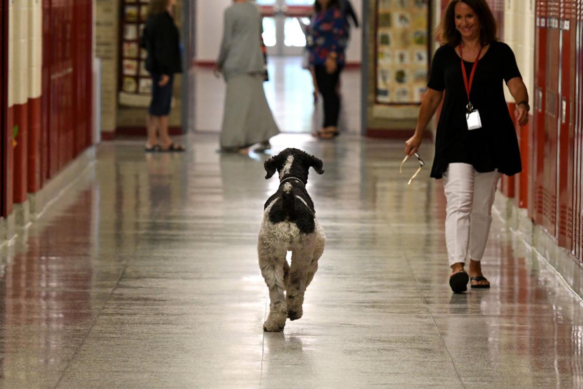 Archer therapy dog 14